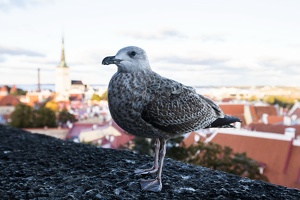 ТАЛЛИНН. ОКТЯБРЬ 2015